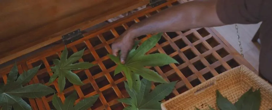Preparing fresh herbal leaves at Praanadha Ayurveda Wellness